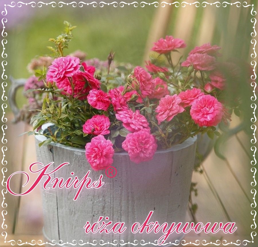 Knirps róże okrywowe